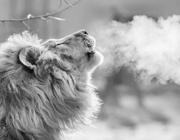 I Captured Wild Animals In Black And White To Show Their True Emotions (32 Pics) I Captured Wild Animals In Black And White To Show Their True Emotions (32 Pics)