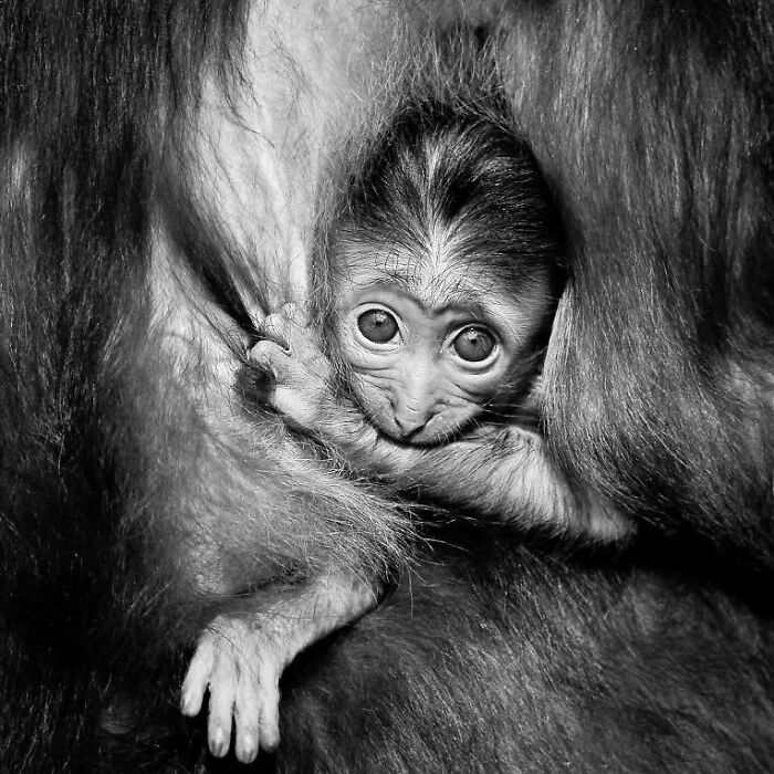 I Captured Wild Animals In Black And White To Show Their True Emotions (32 Pics) I Captured Wild Animals In Black And White To Show Their True Emotions (32 Pics)