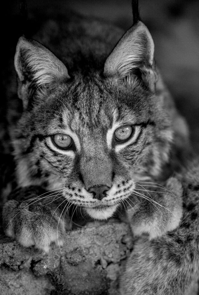 I Captured Wild Animals In Black And White To Show Their True Emotions (32 Pics) I Captured Wild Animals In Black And White To Show Their True Emotions (32 Pics)