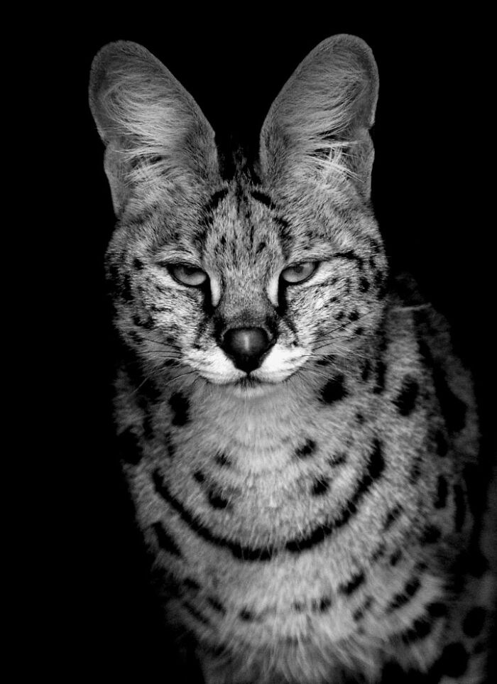 I Captured Wild Animals In Black And White To Show Their True Emotions (32 Pics) I Captured Wild Animals In Black And White To Show Their True Emotions (32 Pics)