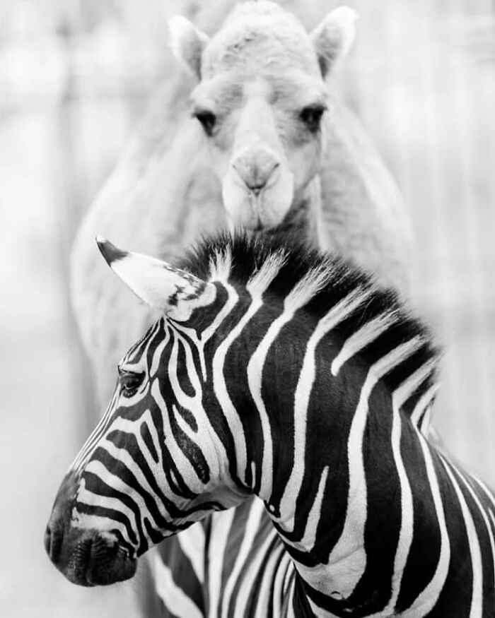 I Captured Wild Animals In Black And White To Show Their True Emotions (32 Pics) I Captured Wild Animals In Black And White To Show Their True Emotions (32 Pics)
