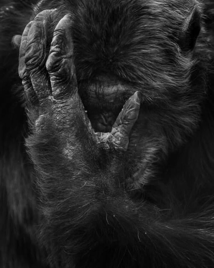 I Captured Wild Animals In Black And White To Show Their True Emotions (32 Pics) I Captured Wild Animals In Black And White To Show Their True Emotions (32 Pics)