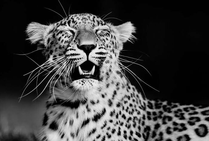 I Captured Wild Animals In Black And White To Show Their True Emotions (32 Pics) I Captured Wild Animals In Black And White To Show Their True Emotions (32 Pics)