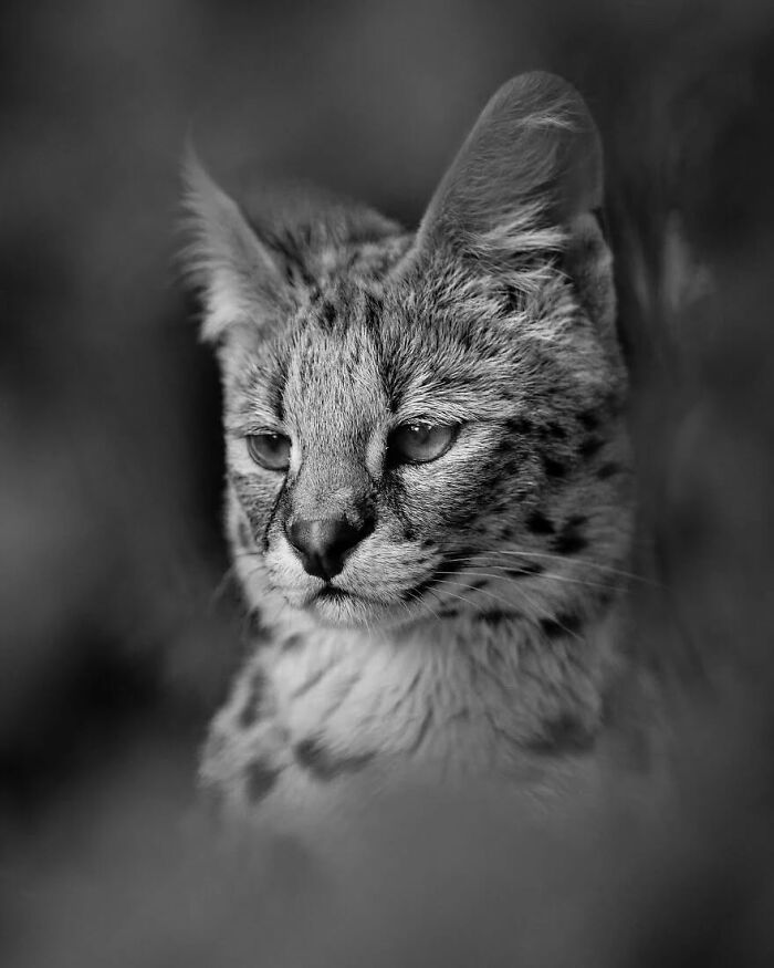 I Captured Wild Animals In Black And White To Show Their True Emotions (32 Pics) I Captured Wild Animals In Black And White To Show Their True Emotions (32 Pics)