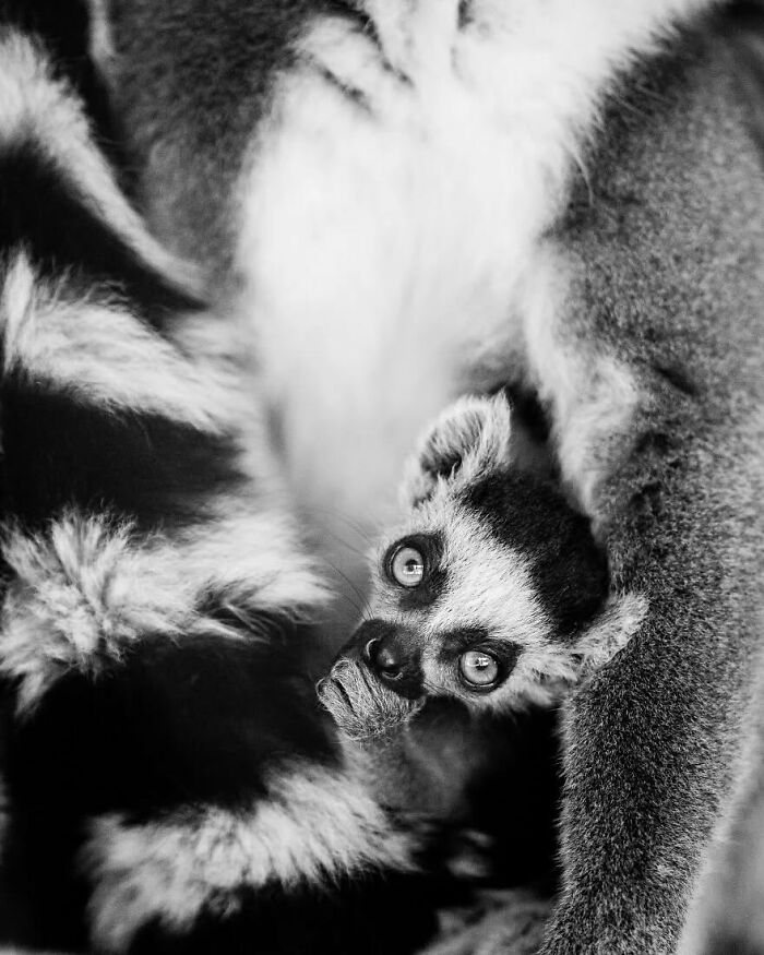 I Captured Wild Animals In Black And White To Show Their True Emotions (32 Pics) I Captured Wild Animals In Black And White To Show Their True Emotions (32 Pics)