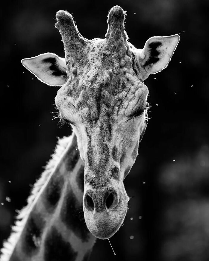 I Captured Wild Animals In Black And White To Show Their True Emotions (32 Pics) I Captured Wild Animals In Black And White To Show Their True Emotions (32 Pics)