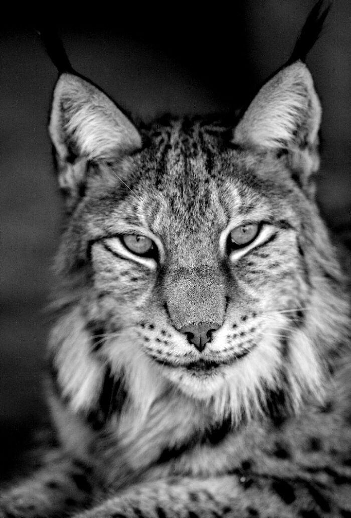 I Captured Wild Animals In Black And White To Show Their True Emotions (32 Pics) I Captured Wild Animals In Black And White To Show Their True Emotions (32 Pics)