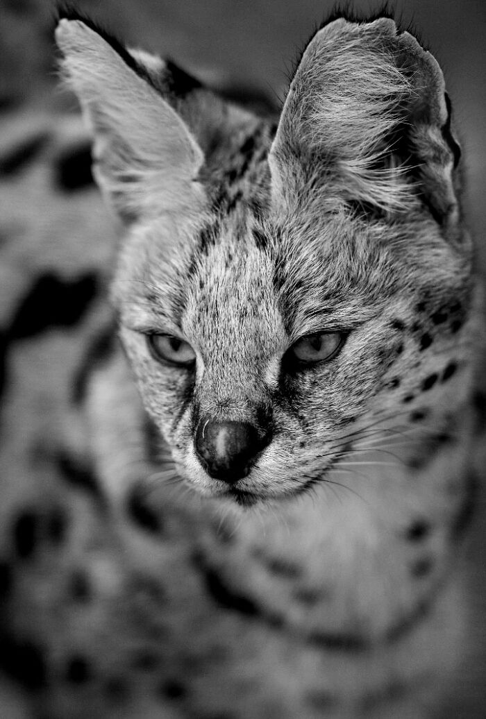 I Captured Wild Animals In Black And White To Show Their True Emotions (32 Pics) I Captured Wild Animals In Black And White To Show Their True Emotions (32 Pics)