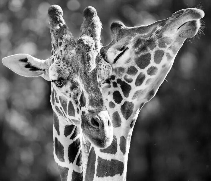 I Captured Wild Animals In Black And White To Show Their True Emotions (32 Pics) I Captured Wild Animals In Black And White To Show Their True Emotions (32 Pics)