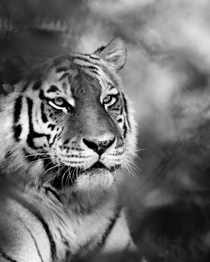 I Captured Wild Animals In Black And White To Show Their True Emotions (32 Pics) I Captured Wild Animals In Black And White To Show Their True Emotions (32 Pics)