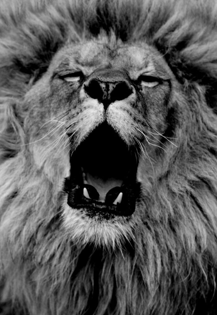 I Captured Wild Animals In Black And White To Show Their True Emotions (32 Pics) I Captured Wild Animals In Black And White To Show Their True Emotions (32 Pics)