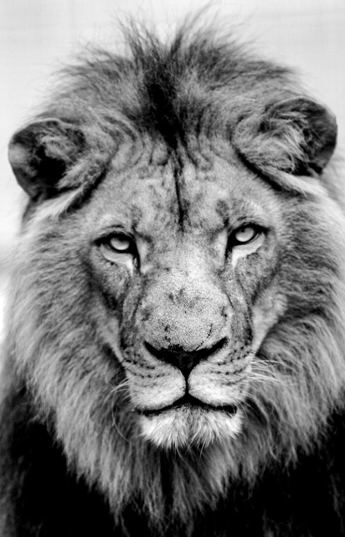 I Captured Wild Animals In Black And White To Show Their True Emotions (32 Pics) I Captured Wild Animals In Black And White To Show Their True Emotions (32 Pics)