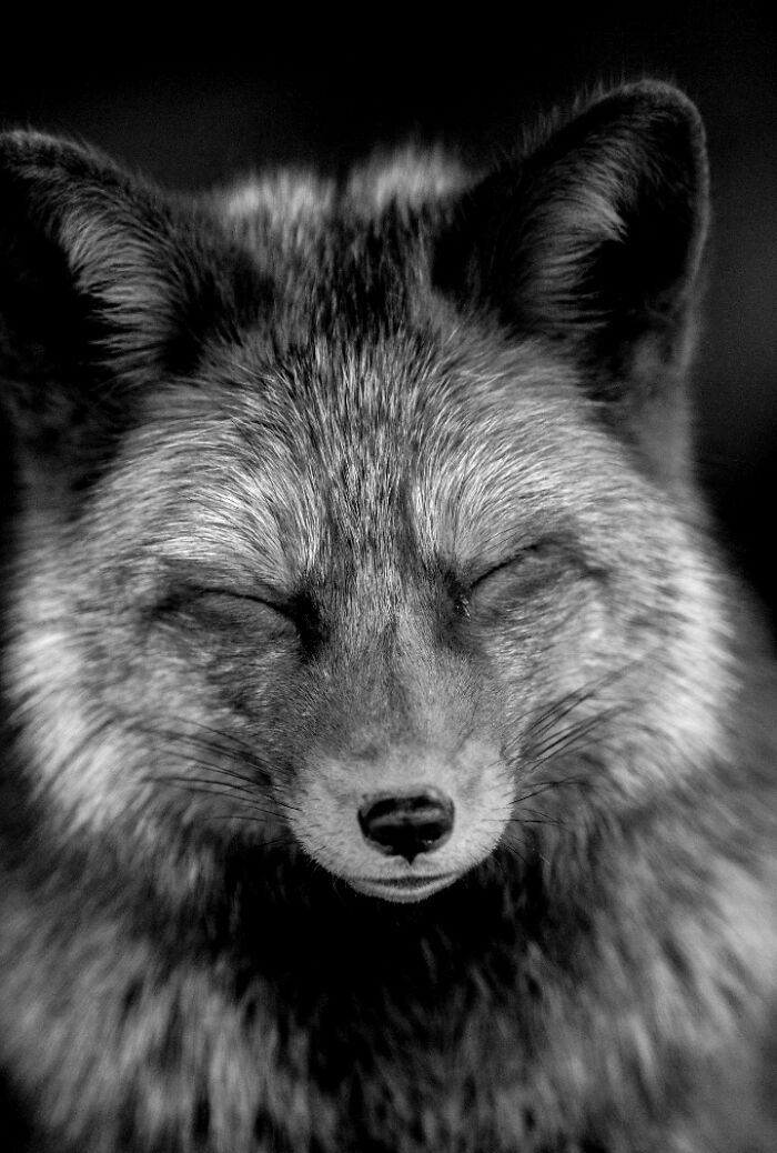 I Captured Wild Animals In Black And White To Show Their True Emotions (32 Pics) I Captured Wild Animals In Black And White To Show Their True Emotions (32 Pics)