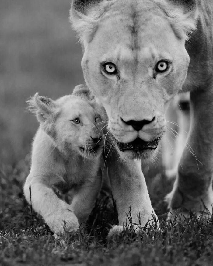 I Captured Wild Animals In Black And White To Show Their True Emotions (32 Pics) I Captured Wild Animals In Black And White To Show Their True Emotions (32 Pics)
