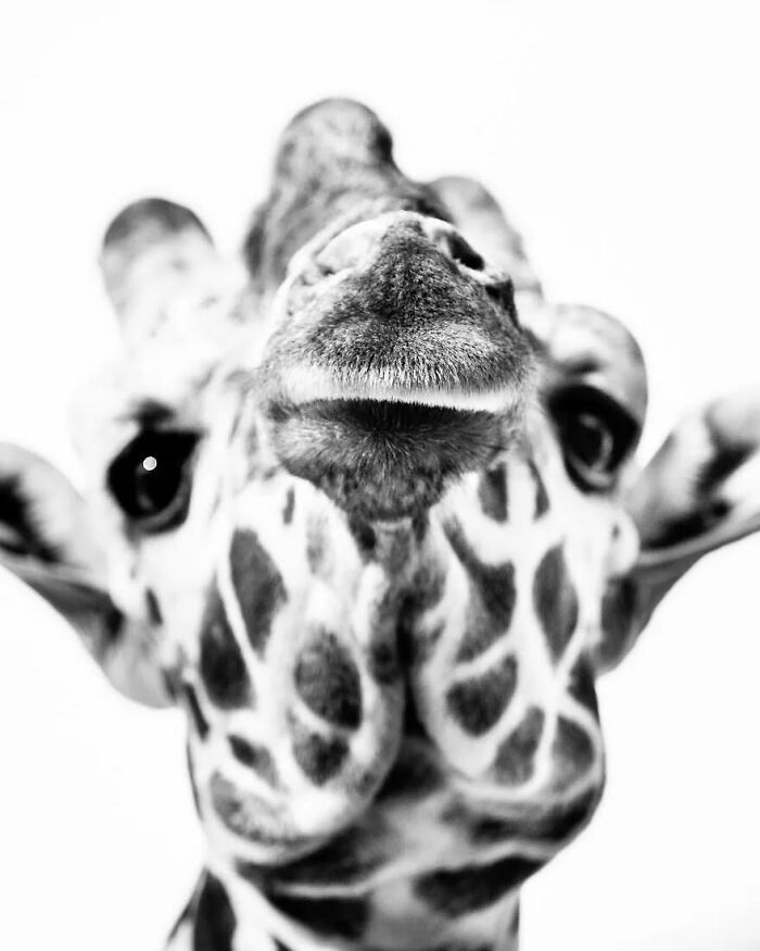 I Captured Wild Animals In Black And White To Show Their True Emotions (32 Pics) I Captured Wild Animals In Black And White To Show Their True Emotions (32 Pics)