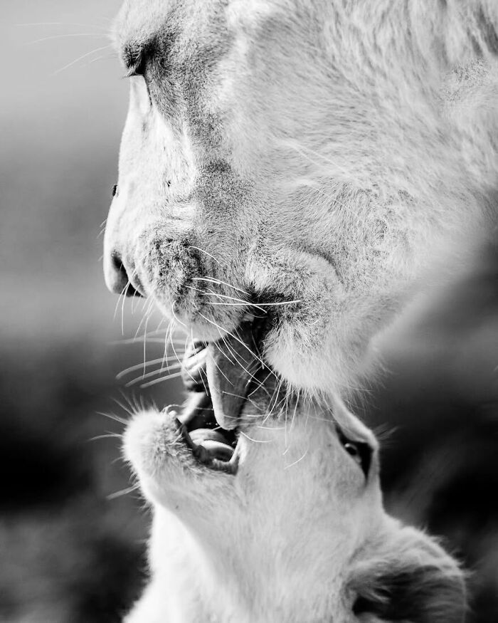 I Captured Wild Animals In Black And White To Show Their True Emotions (32 Pics) I Captured Wild Animals In Black And White To Show Their True Emotions (32 Pics)