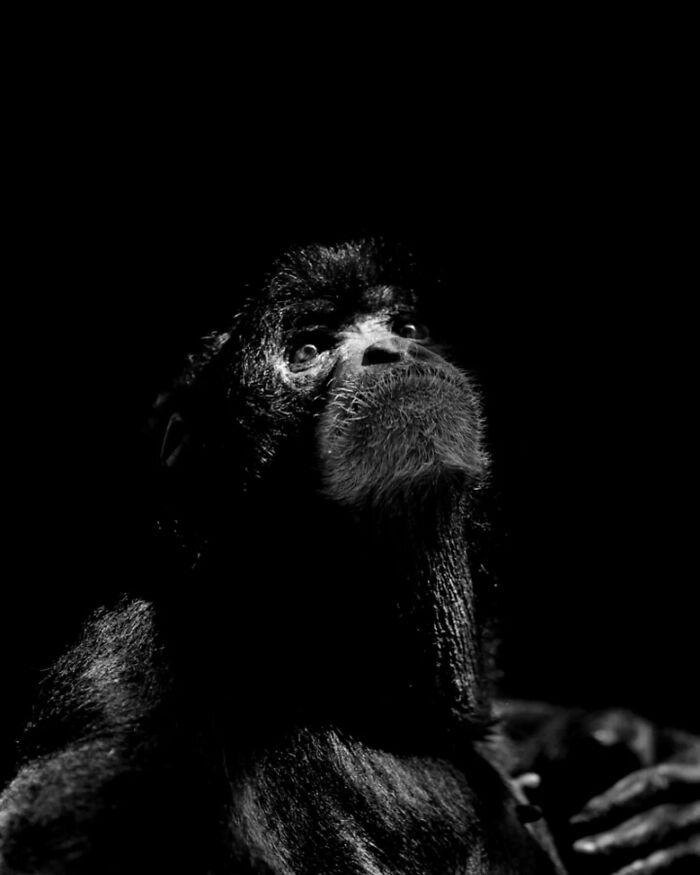 I Captured Wild Animals In Black And White To Show Their True Emotions (32 Pics) I Captured Wild Animals In Black And White To Show Their True Emotions (32 Pics)
