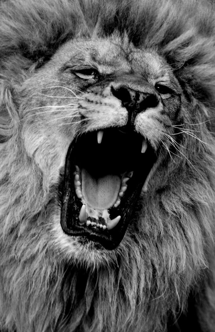 I Captured Wild Animals In Black And White To Show Their True Emotions (32 Pics) I Captured Wild Animals In Black And White To Show Their True Emotions (32 Pics)