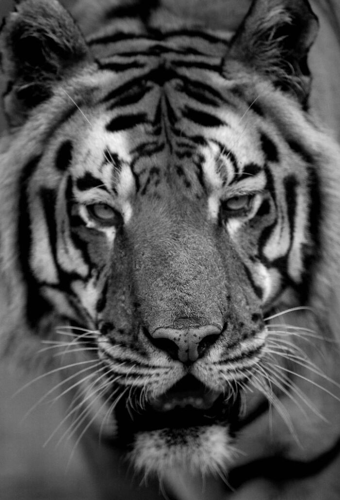 I Captured Wild Animals In Black And White To Show Their True Emotions (32 Pics) I Captured Wild Animals In Black And White To Show Their True Emotions (32 Pics)