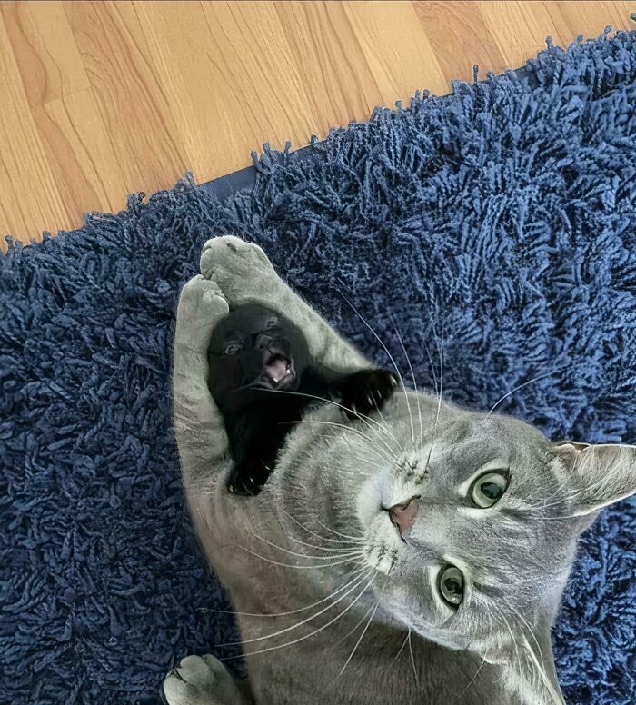 79 Confusing Pictures That Are Funny For No Clear Reason