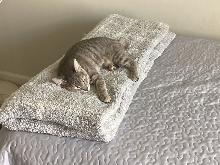 Hey Pandas, Show Me The Cutest (Or Funniest) Pictures Of Your Pets