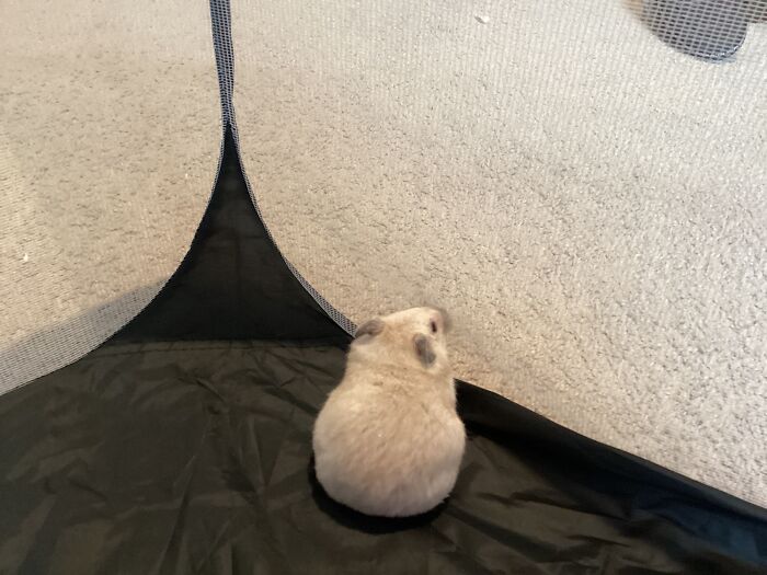 Hey Pandas, Show Me The Cutest (Or Funniest) Pictures Of Your Pets