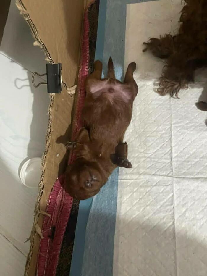 40 Funny And Cute Dog Photos That Might Make You Smile Today