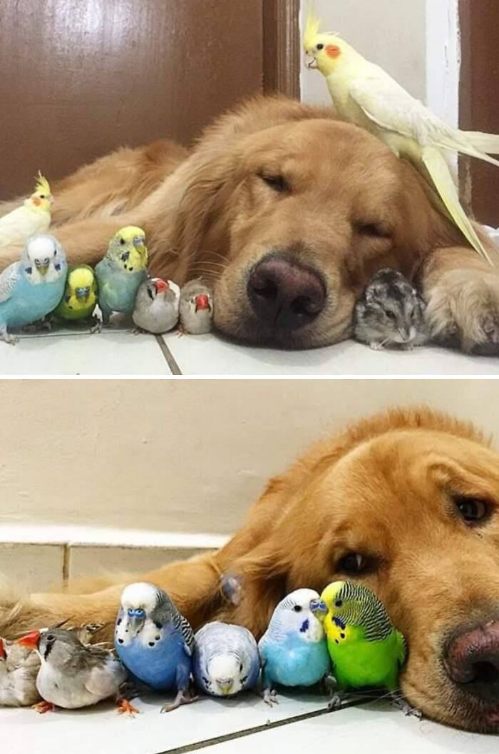 40 Funny And Cute Dog Photos That Might Make You Smile Today