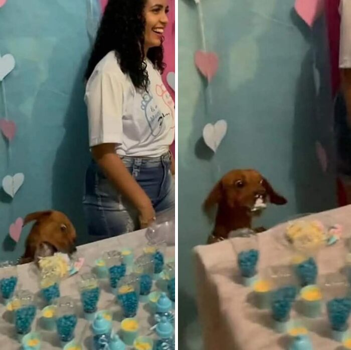 40 Funny And Cute Dog Photos That Might Make You Smile Today