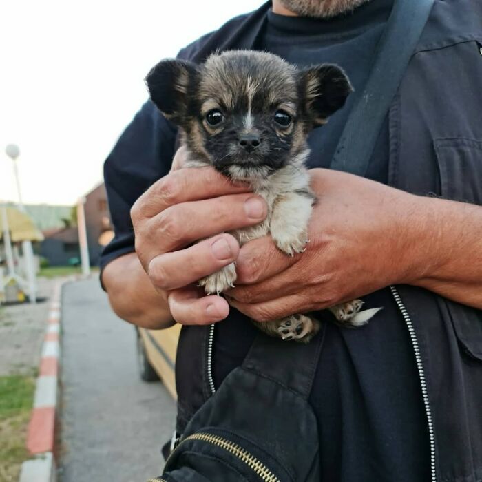 A Small Team Is Caring For 1,700+ Abandoned And Rescued Animals In Serbia&rsquo;s Largest Shelter (37 Pics)