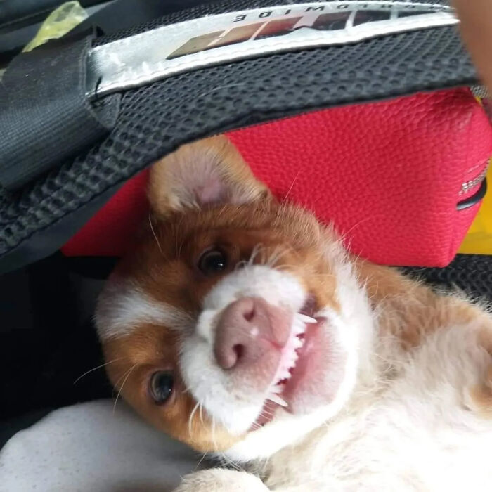 A Small Team Is Caring For 1,700+ Abandoned And Rescued Animals In Serbia&rsquo;s Largest Shelter (37 Pics)