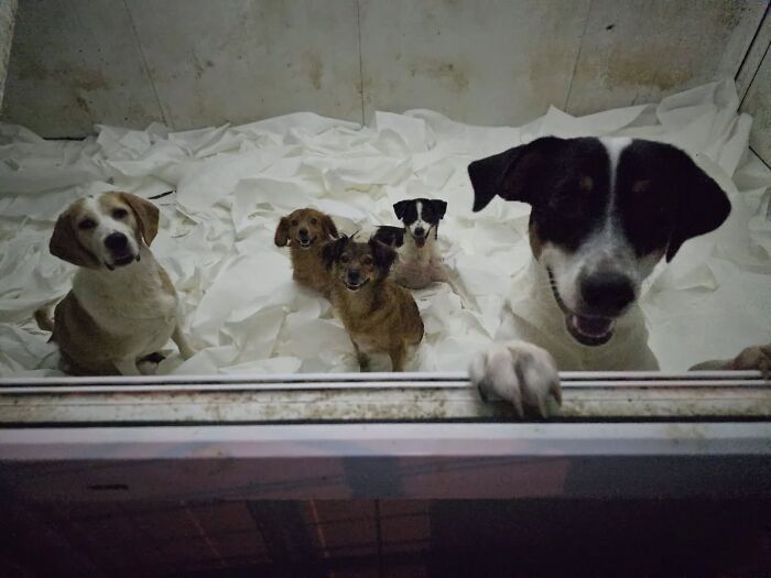 A Small Team Is Caring For 1,700+ Abandoned And Rescued Animals In Serbia&rsquo;s Largest Shelter (37 Pics)