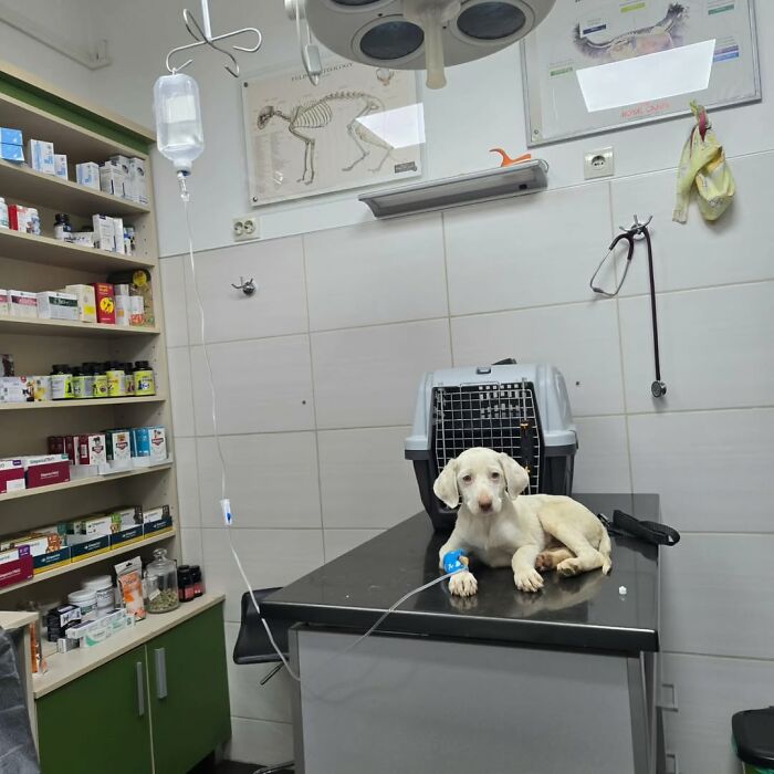 A Small Team Is Caring For 1,700+ Abandoned And Rescued Animals In Serbia&rsquo;s Largest Shelter (37 Pics)