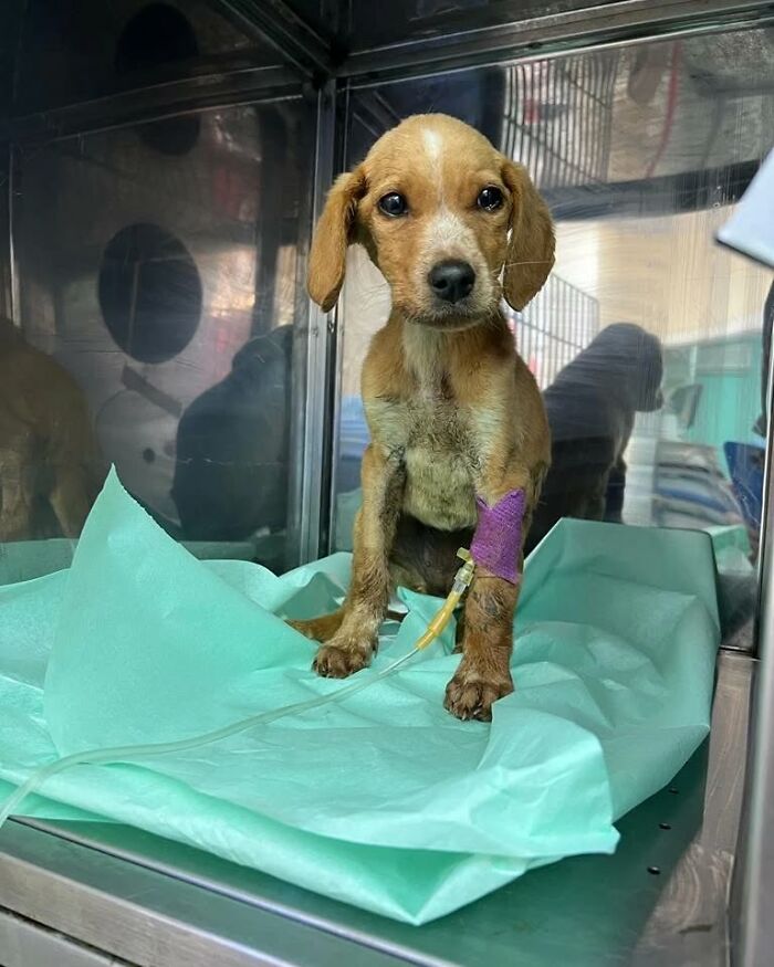 A Small Team Is Caring For 1,700+ Abandoned And Rescued Animals In Serbia&rsquo;s Largest Shelter (37 Pics)