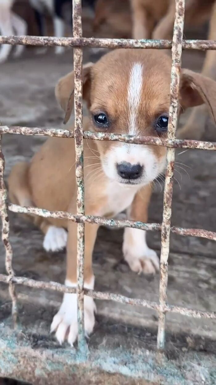 A Small Team Is Caring For 1,700+ Abandoned And Rescued Animals In Serbia&rsquo;s Largest Shelter (37 Pics)
