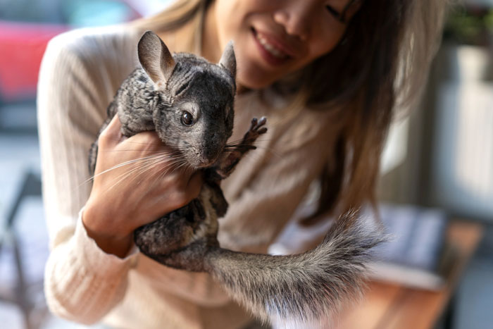 Teen Tries To Give Gifted Chinchillas A Proper Life, Mom Mad She Won’t Settle For The Bare Minimum Teen Tries To Give Gifted Chinchillas A Proper Life, Mom Mad She Won’t Settle For The Bare Minimum