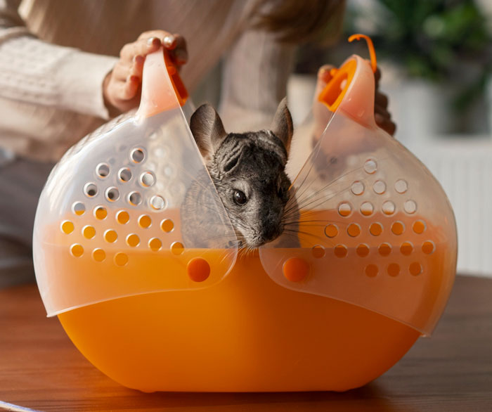 Teen Tries To Give Gifted Chinchillas A Proper Life, Mom Mad She Won’t Settle For The Bare Minimum Teen Tries To Give Gifted Chinchillas A Proper Life, Mom Mad She Won’t Settle For The Bare Minimum