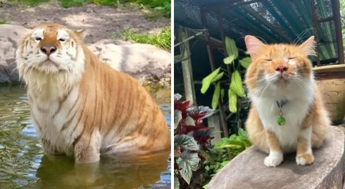 38 Hilarious Photos Proving That Orange Cats Will Never Beat The “One Brain Cell” Allegations (New Pics) 38 Hilarious Photos Proving That Orange Cats Will Never Beat The “One Brain Cell” Allegations (New Pics)