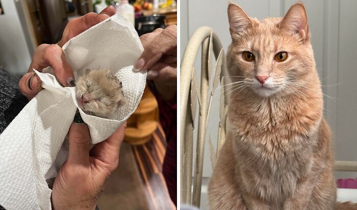 38 Hilarious Photos Proving That Orange Cats Will Never Beat The “One Brain Cell” Allegations (New Pics) 38 Hilarious Photos Proving That Orange Cats Will Never Beat The “One Brain Cell” Allegations (New Pics)