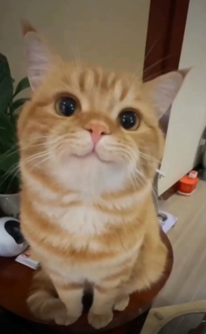 38 Hilarious Photos Proving That Orange Cats Will Never Beat The “One Brain Cell” Allegations (New Pics) 38 Hilarious Photos Proving That Orange Cats Will Never Beat The “One Brain Cell” Allegations (New Pics)