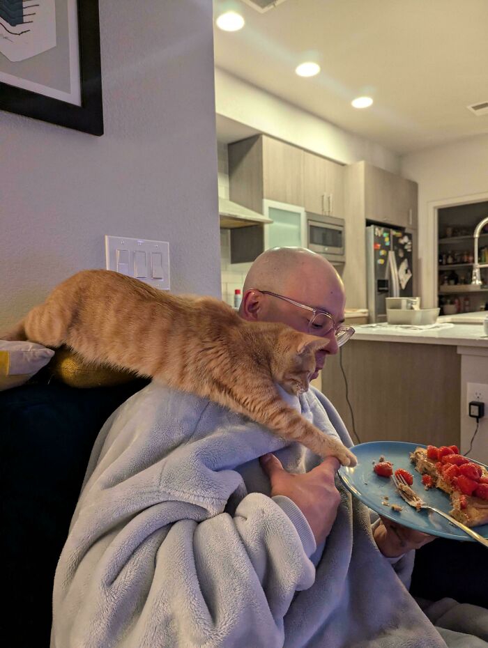 38 Hilarious Photos Proving That Orange Cats Will Never Beat The “One Brain Cell” Allegations (New Pics) 38 Hilarious Photos Proving That Orange Cats Will Never Beat The “One Brain Cell” Allegations (New Pics)