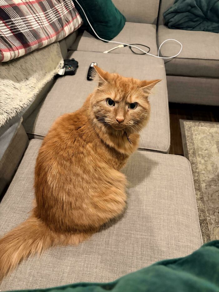 38 Hilarious Photos Proving That Orange Cats Will Never Beat The “One Brain Cell” Allegations (New Pics) 38 Hilarious Photos Proving That Orange Cats Will Never Beat The “One Brain Cell” Allegations (New Pics)