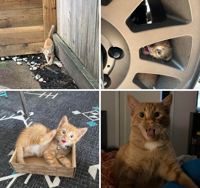 38 Hilarious Photos Proving That Orange Cats Will Never Beat The “One Brain Cell” Allegations (New Pics) 38 Hilarious Photos Proving That Orange Cats Will Never Beat The “One Brain Cell” Allegations (New Pics)