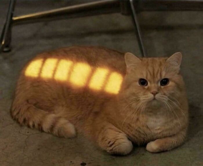 38 Hilarious Photos Proving That Orange Cats Will Never Beat The “One Brain Cell” Allegations (New Pics) 38 Hilarious Photos Proving That Orange Cats Will Never Beat The “One Brain Cell” Allegations (New Pics)