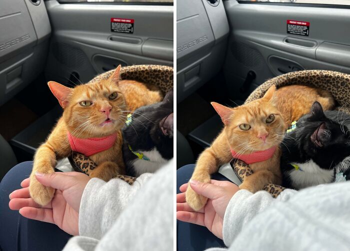 38 Hilarious Photos Proving That Orange Cats Will Never Beat The “One Brain Cell” Allegations (New Pics) 38 Hilarious Photos Proving That Orange Cats Will Never Beat The “One Brain Cell” Allegations (New Pics)