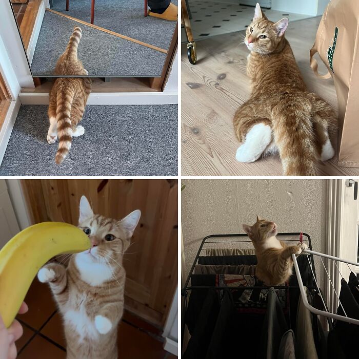 38 Hilarious Photos Proving That Orange Cats Will Never Beat The “One Brain Cell” Allegations (New Pics) 38 Hilarious Photos Proving That Orange Cats Will Never Beat The “One Brain Cell” Allegations (New Pics)