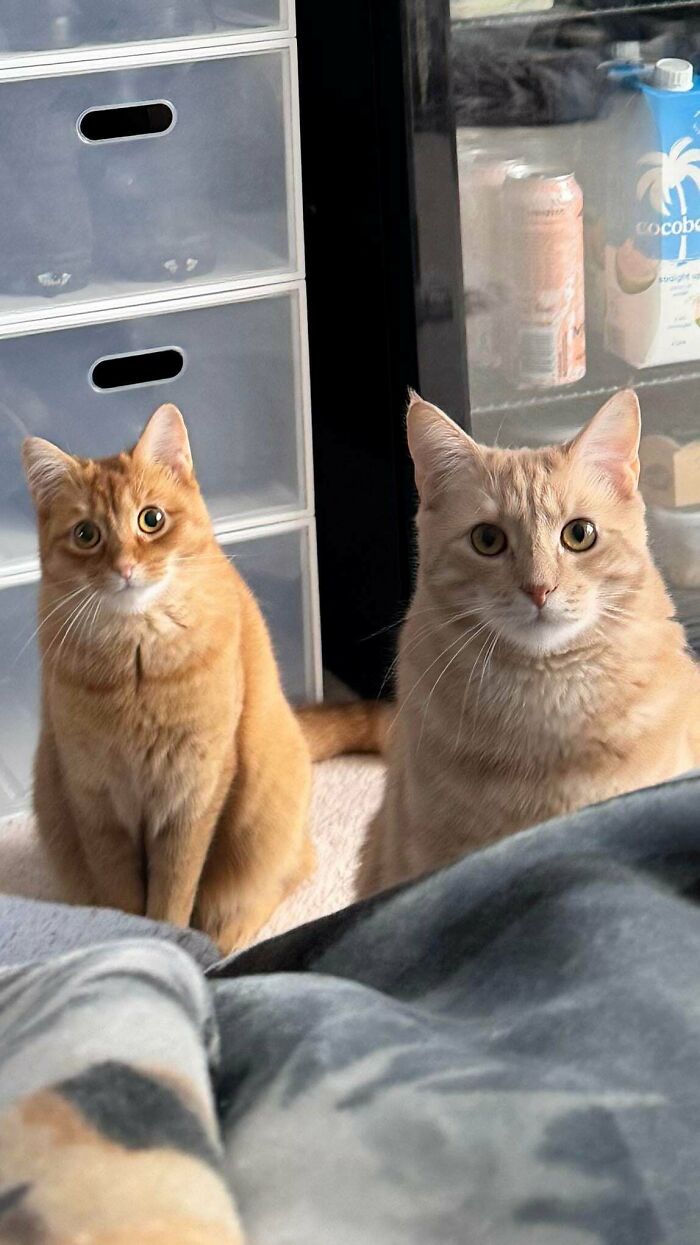 38 Hilarious Photos Proving That Orange Cats Will Never Beat The “One Brain Cell” Allegations (New Pics) 38 Hilarious Photos Proving That Orange Cats Will Never Beat The “One Brain Cell” Allegations (New Pics)