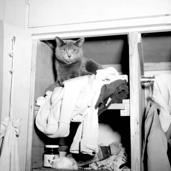 44 Vintage Photos Showing Famous People And Ordinary Folks Equally Obsessed With Cats (New Pics) 44 Vintage Photos Showing Famous People And Ordinary Folks Equally Obsessed With Cats (New Pics)