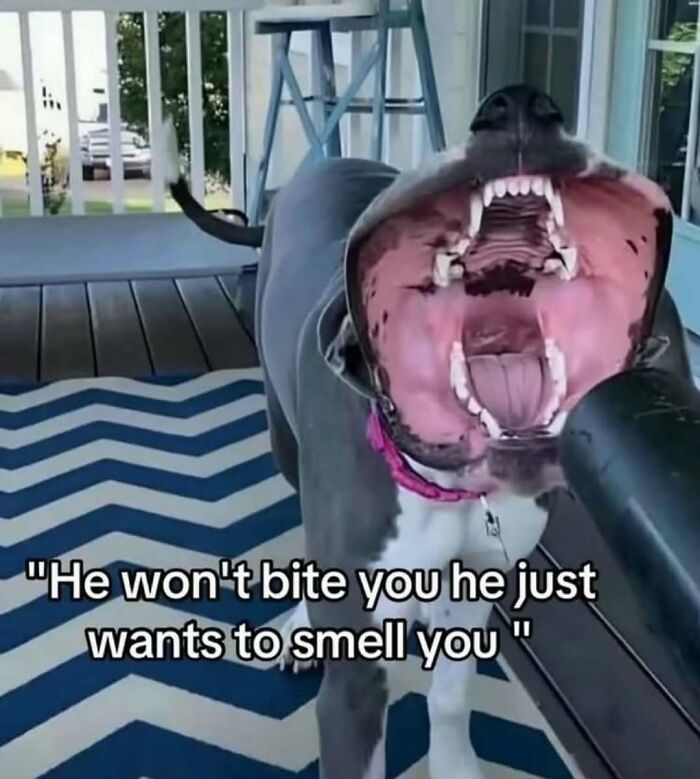 66 Random And Bizarre Memes That Might Leave You With More Questions Than Answers