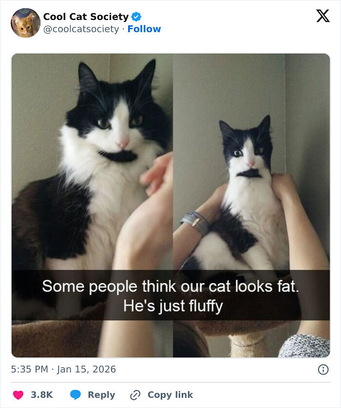 80 Funny Memes To Remind You How Awesome Cats Are